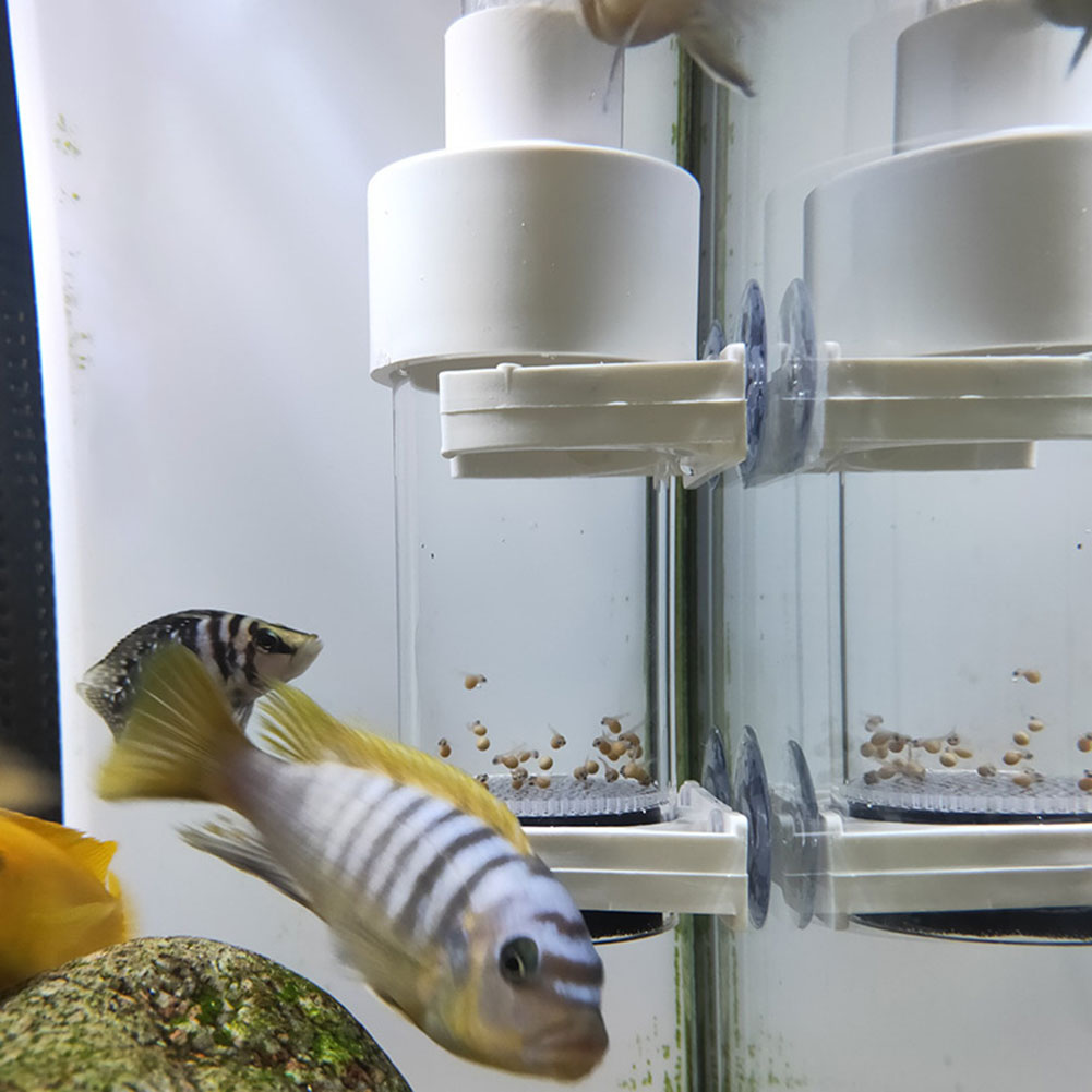 Marine Aquarium Kit - 40mm Akvaryum Çiklitleri Kuluçka Yumurtaları İçin