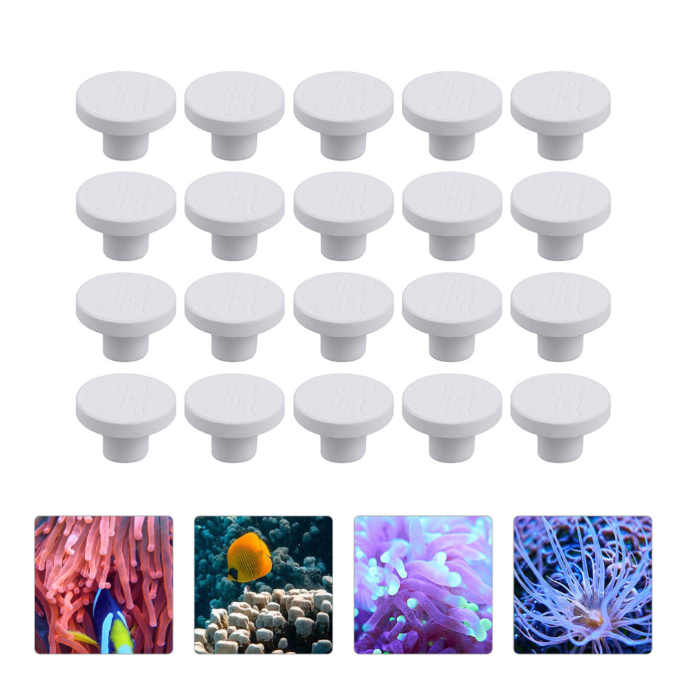 SPS Seramik Mercan Frag Plakal - Coral Frag Plug incelemesi ve fiyatı