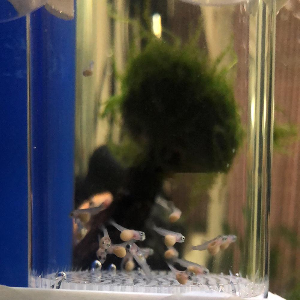 40mm Akvaryum Çiklitleri Kuluç - Marine Aquarium Kit incelemesi ve fiyatı